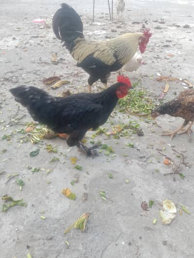 hens and rooster for sale