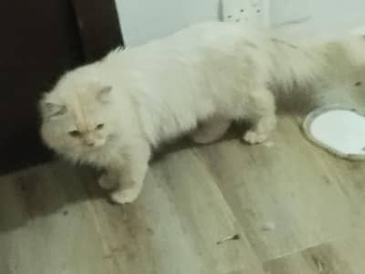 male Persian cat urgent sale