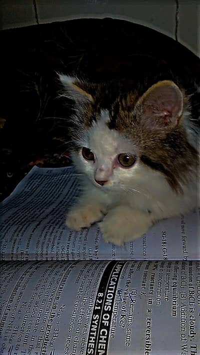 Cross Persian Male cat