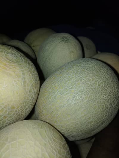 Melon karbooza
