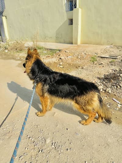 German Shepherd Kent FCI Breed