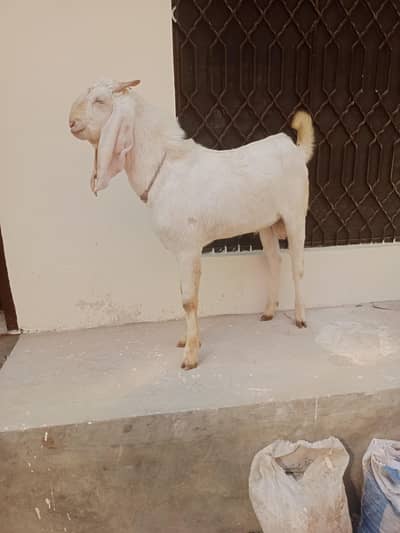 Goat | Bakra | Raja puri | Qurbani Bakra | Bakra for sale | Breeder