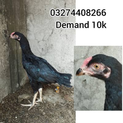 Black shamo chick Premium quality and white shamo breeders