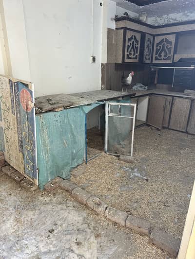 Hens egg laying golden misri