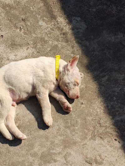 Lappa gultair ha Age 3 months vaccination hui ha