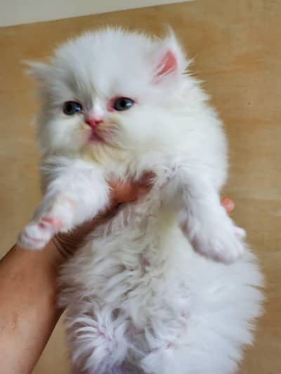 Persian kittens