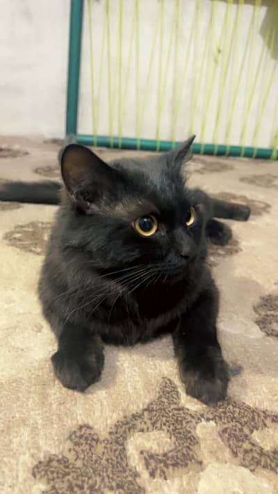 parshion cross interested log rabta kry 0.3. 1.7. 7.5. 8.9. 7.1. 4