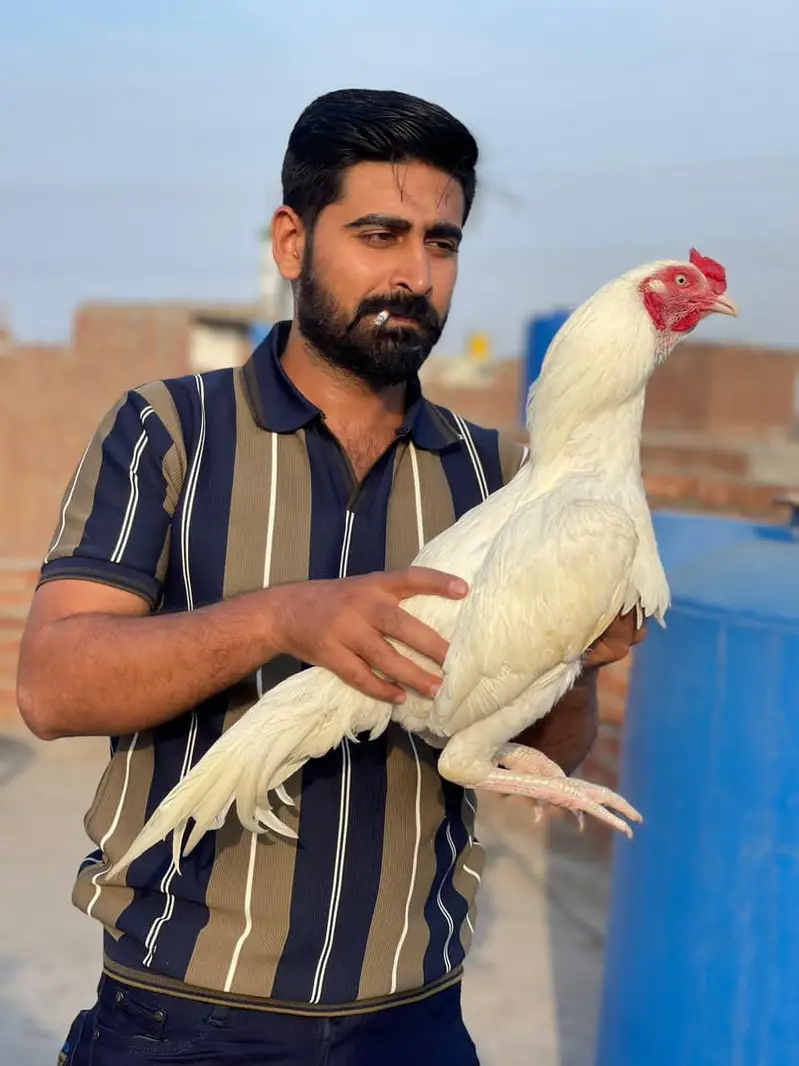 heera aseel bohat achi quality mn