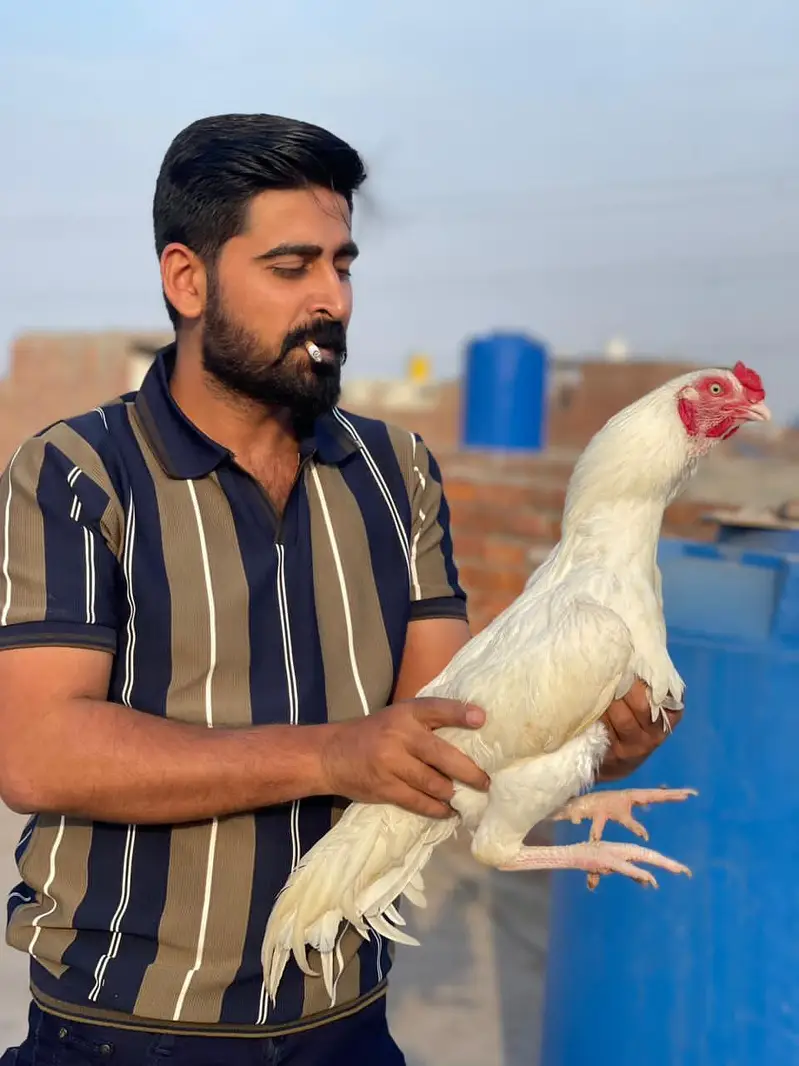heera aseel bohat achi quality mn — photo 2