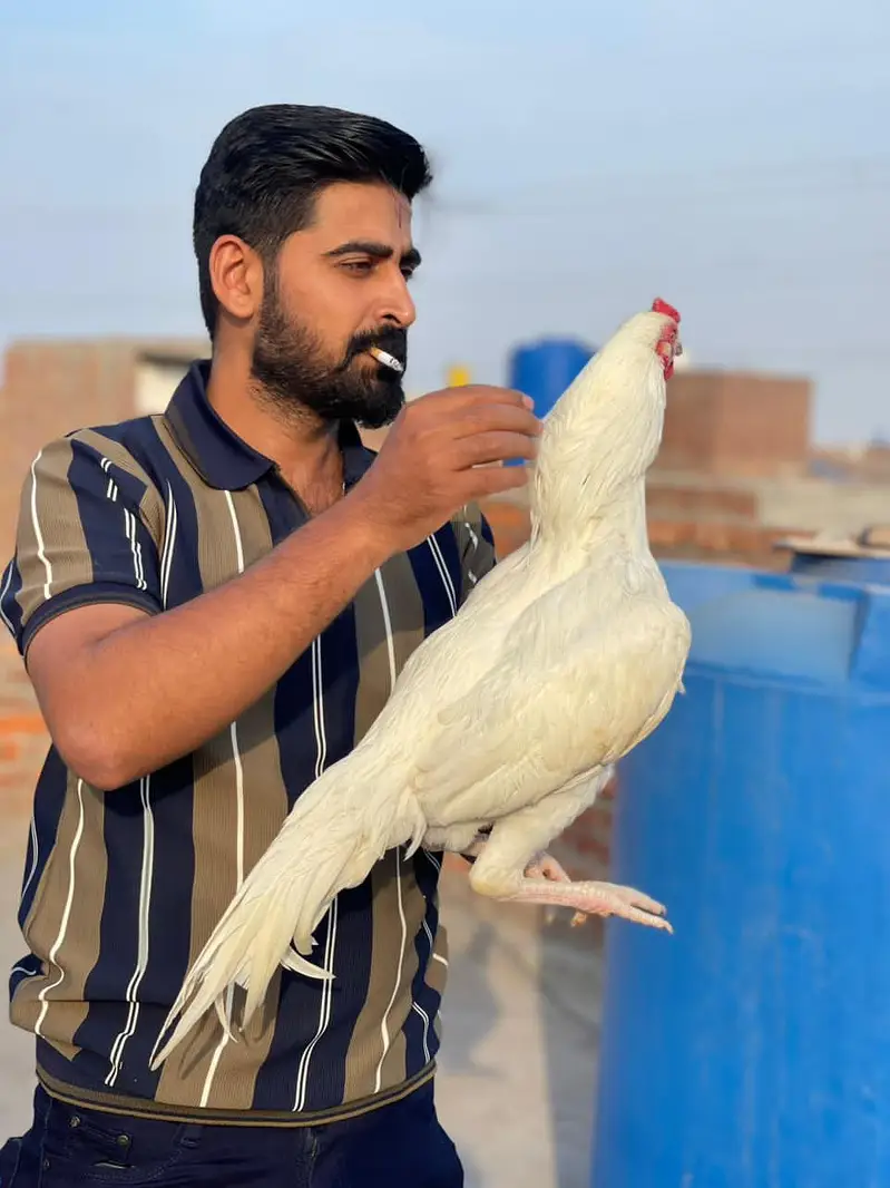 heera aseel bohat achi quality mn — photo 3