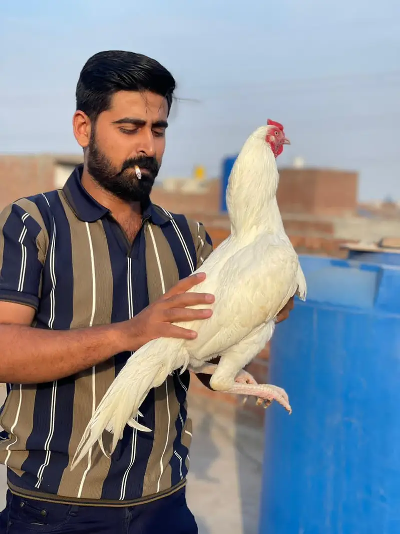 heera aseel bohat achi quality mn — photo 5