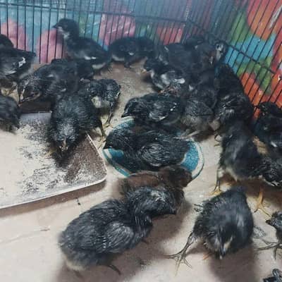 Astralope  40 chick for sale