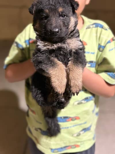 German shepherd puppies
