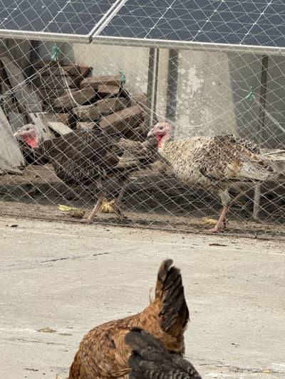 Turkey Male Female Birds available