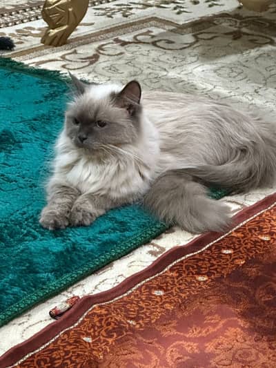 Persian Himalayan cat for Free