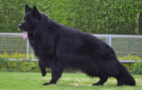 long coat pink Pedigree confirm stud mail 3 Sal age for sale