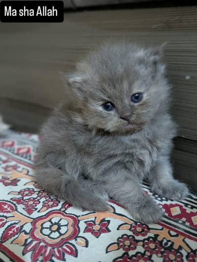 QUALITY KITTENS Sami PUNCH