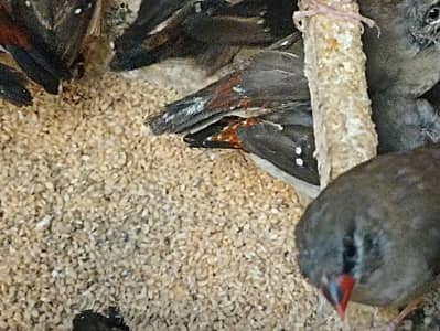 Strawberry finch full pairs