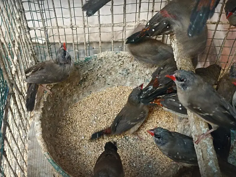 Strawberry finch full pairs