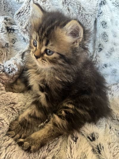 Persian Triple coated kitten