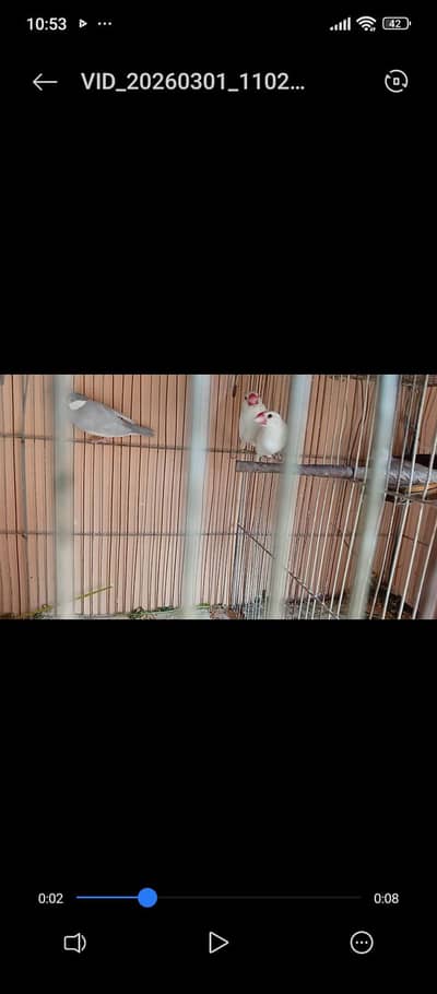 me selling of FINCHES JAVA