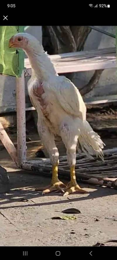 arrot big murga age 3 month for sale 03468444939