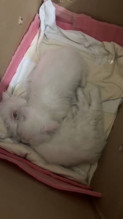 Persian kittens