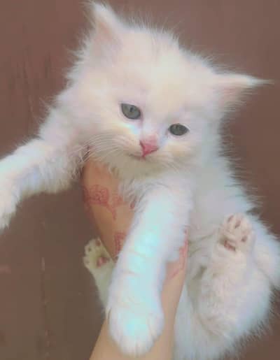 Persian cat |kitten| Triple coated |