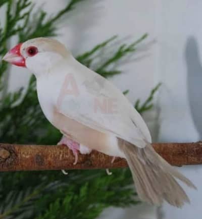 2 breeder fawn Java females available red eyes