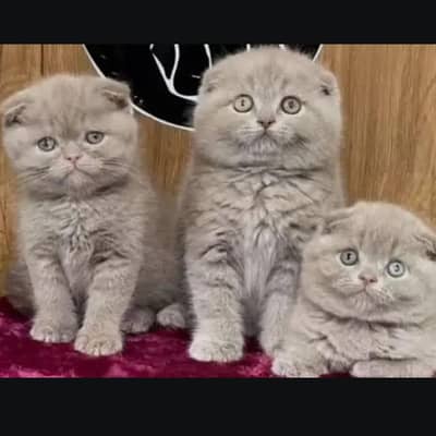 Scottish fold Kittin for sell. 0313 4935014