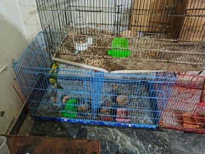 2. cage and parrot