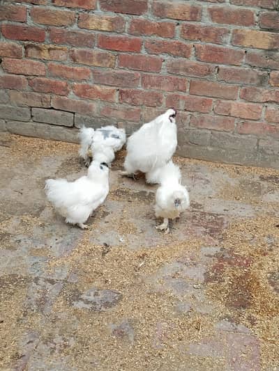 white silky breeder set