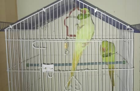 mashallah very healthy