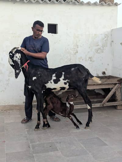bug size amratsari beetal bakri with female kid. .
