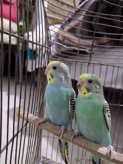 budgie