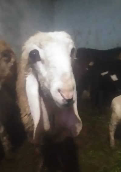 Chatra for Eid || full Final price 60 hazar || age 12 sa 14 months