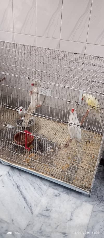 4 White per piece 19k and 1 yellow breeder 25k