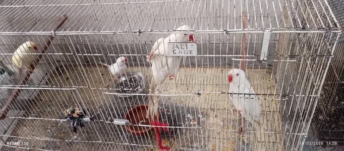 4 White per piece 19k and 1 yellow breeder 25k offer 5 parrots 95k