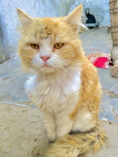 Beautiful Female Cat for Sale