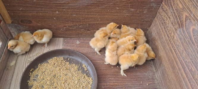 golden heavy buff chicks