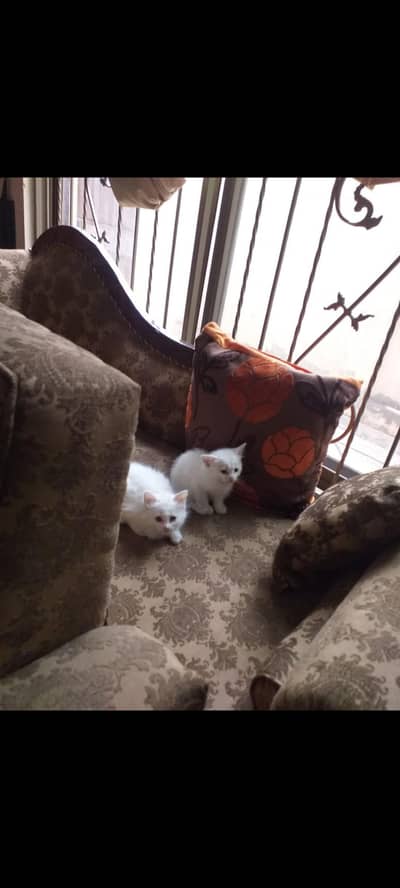 Persian kittens