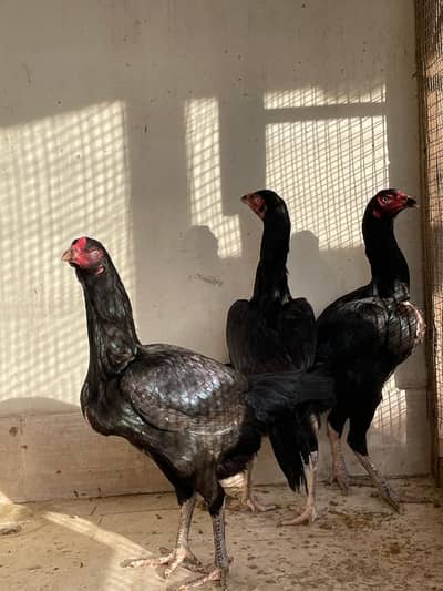 Aseel kala nawab muskhi murgi