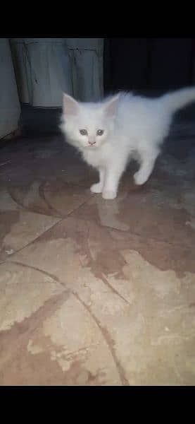 beautiful kittens for sale