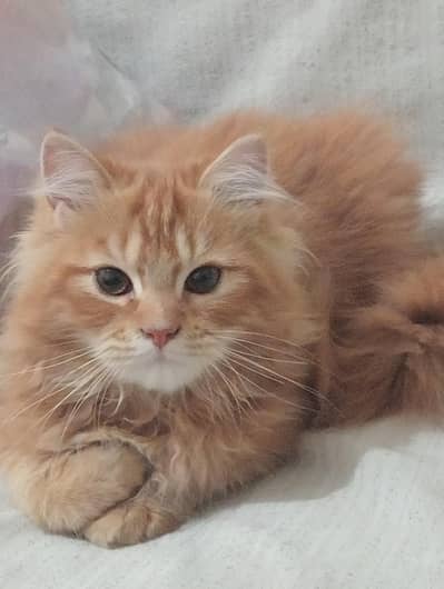 persion cats Male 2 pices