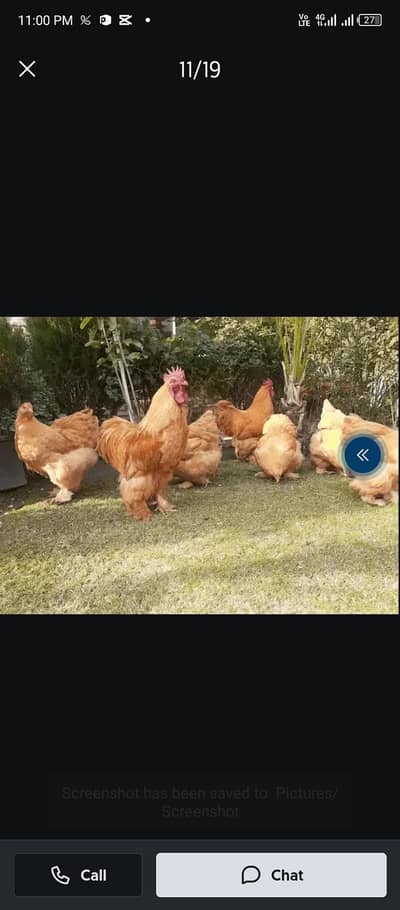 golden havi baf  ful active and halthi