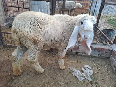 kajli Female sheep and mix breed  female for sale