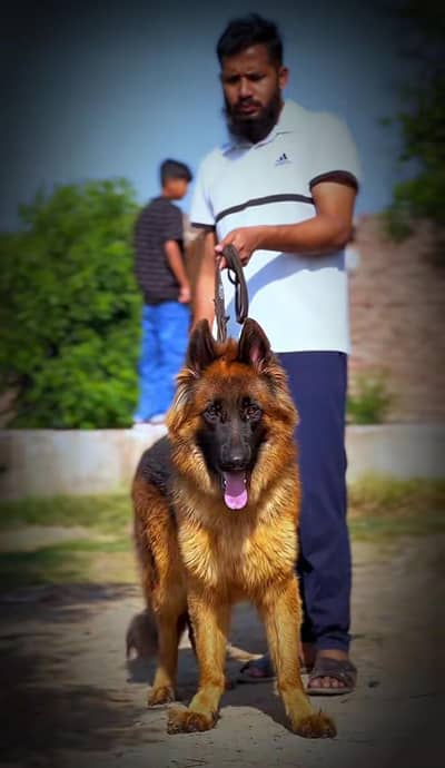 male dog code stock vaccinated completed