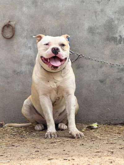 AMRCION BULLY PIAR AVAILABLE NEW HOME