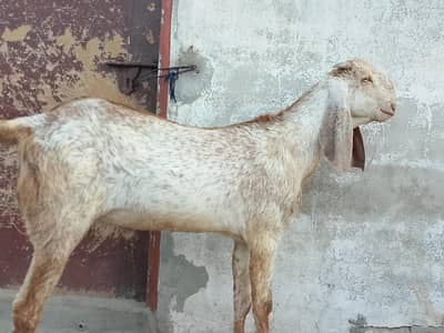 pure makhi chena Bakra