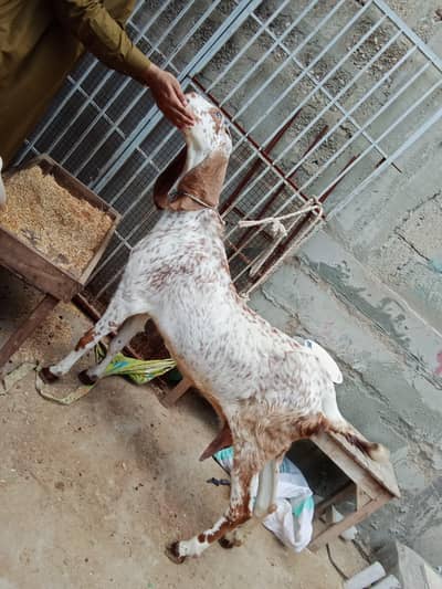 Pure Makha Cheeni Bakri with 2 nar buche